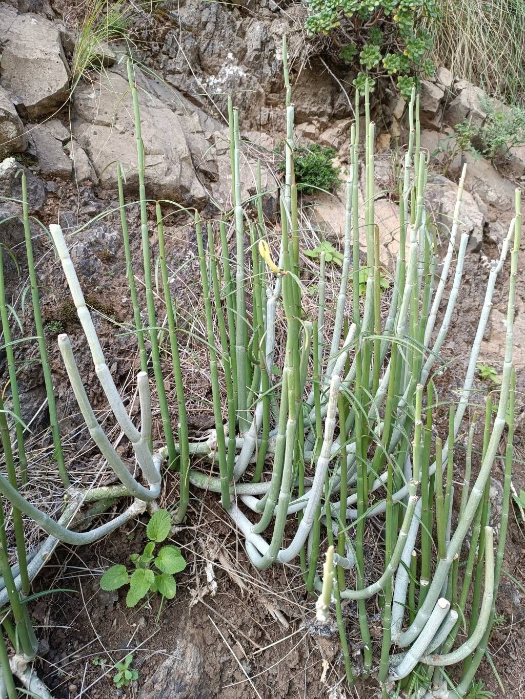 Ceropegia dichotoma (Ceropegia dichotoma)