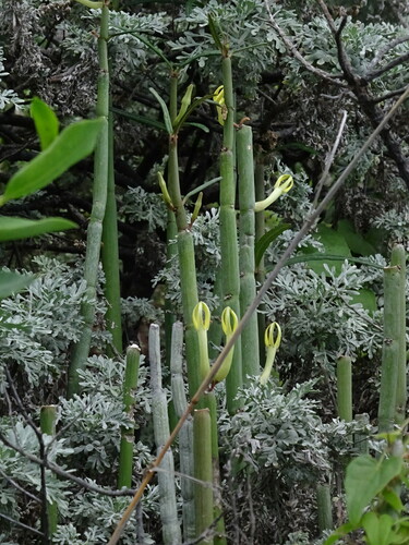 Ceropegia dichotoma (Ceropegia dichotoma)