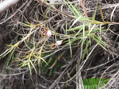 Ceropegia dimorpha (Ceropegia dimorpha)