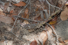Ceropegia dimorpha (Ceropegia dimorpha)