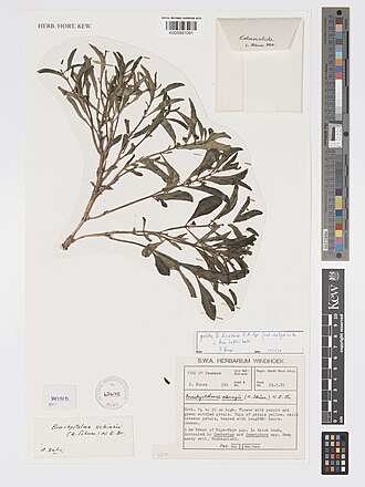 Ceropegia discoidea: Ceropegia discoidea preserved specimen. Supplied scientific name "Brachystelma discoideum R.A.Dyer"