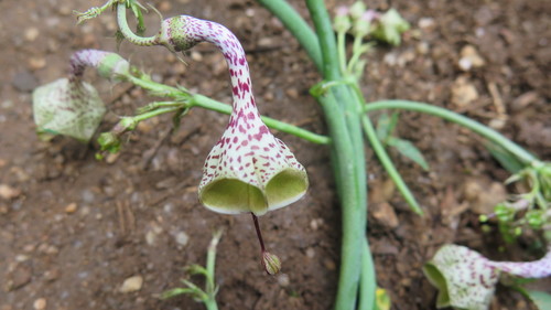 Ceropegia distincta (Ceropegia distincta)