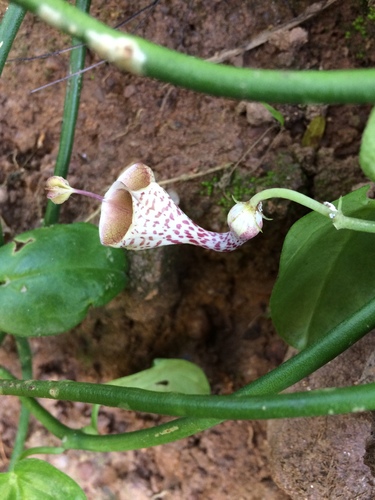 Ceropegia distincta (Ceropegia distincta)