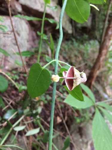Ceropegia distincta (Ceropegia distincta)