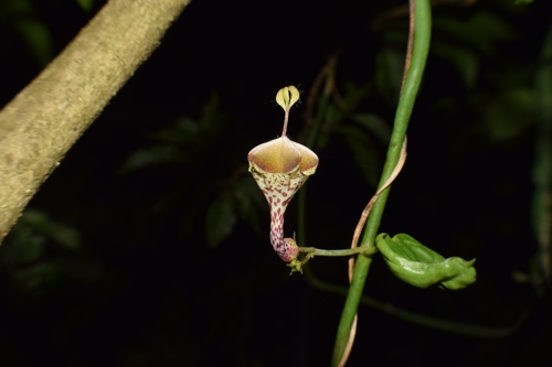 Ceropegia distincta (Ceropegia distincta)