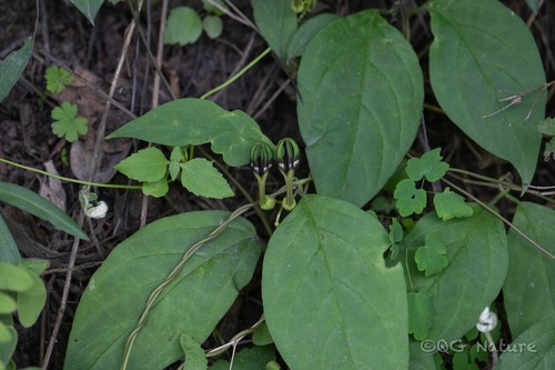 Ceropegia dolichophylla (Ceropegia dolichophylla)