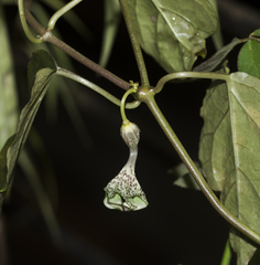 Ceropegia elegans (Ceropegia elegans)