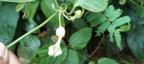Ceropegia elegans (Ceropegia elegans)