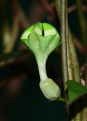 Ceropegia elegans (Ceropegia elegans)