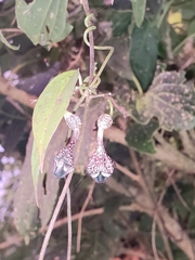Ceropegia elegans (Ceropegia elegans)
