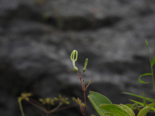 Ceropegia ensifolia (Ceropegia ensifolia)