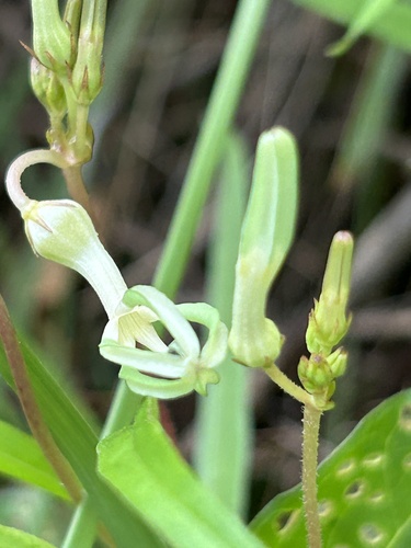 Ceropegia ensifolia (Ceropegia ensifolia)