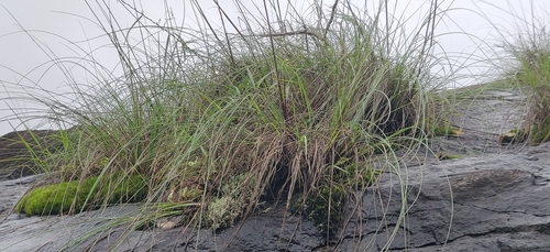 Ceropegia ensifolia (Ceropegia ensifolia)