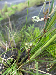 Ceropegia ensifolia (Ceropegia ensifolia)