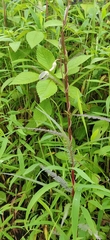 Ceropegia ensifolia (Ceropegia ensifolia)