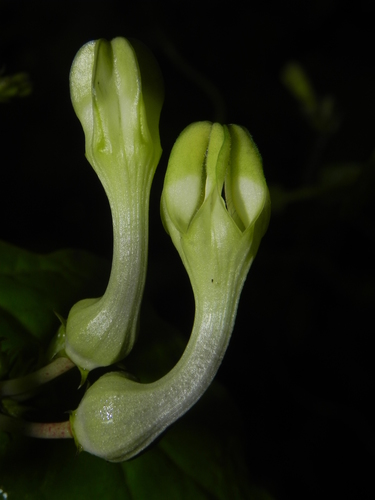 Ceropegia evansii (Ceropegia evansii)