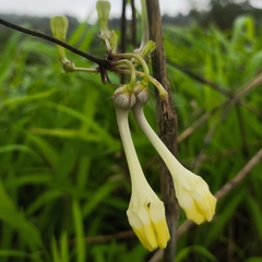 Ceropegia evansii (Ceropegia evansii)