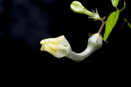 Ceropegia evansii (Ceropegia evansii)