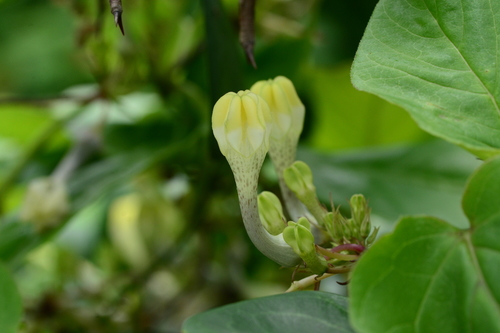 Ceropegia evansii (Ceropegia evansii)