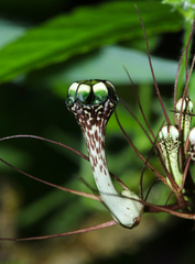Ceropegia fantastica (Ceropegia fantastica)