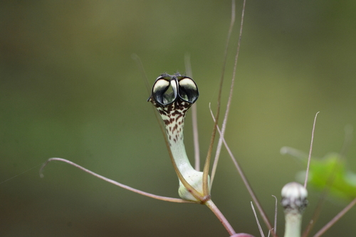 Ceropegia fantastica (Ceropegia fantastica)