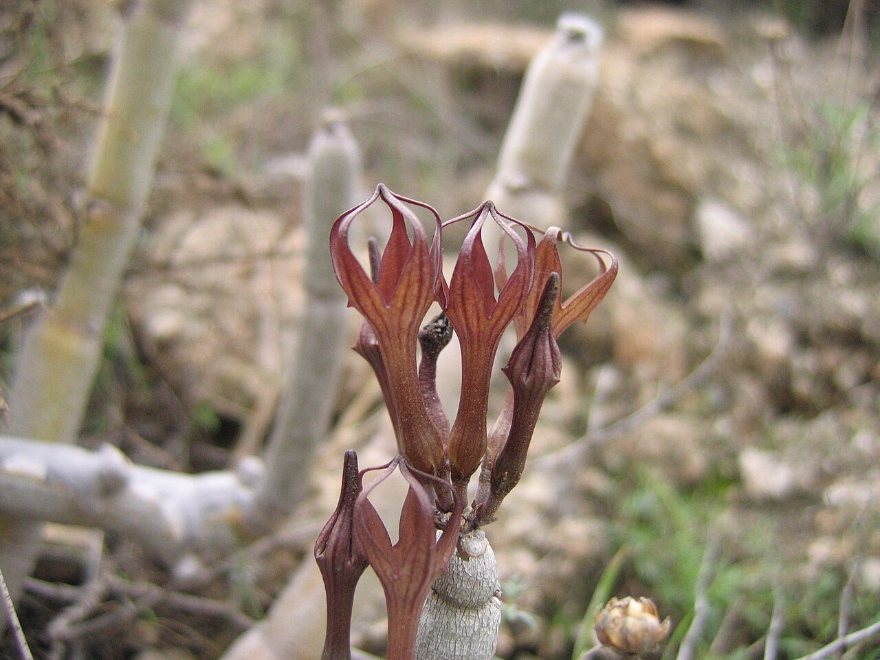 Ceropegia fusca: Ceropegia fusca Bolle, flower, El Desierto, southern part of Tenerife, Canary Islands