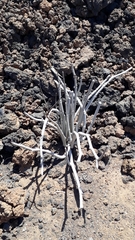Ceropegia fusca (Ceropegia fusca)