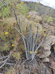 Ceropegia fusca (Ceropegia fusca)