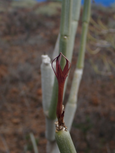 Ceropegia fusca (Ceropegia fusca)