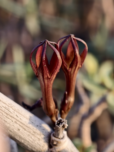 Ceropegia fusca (Ceropegia fusca)