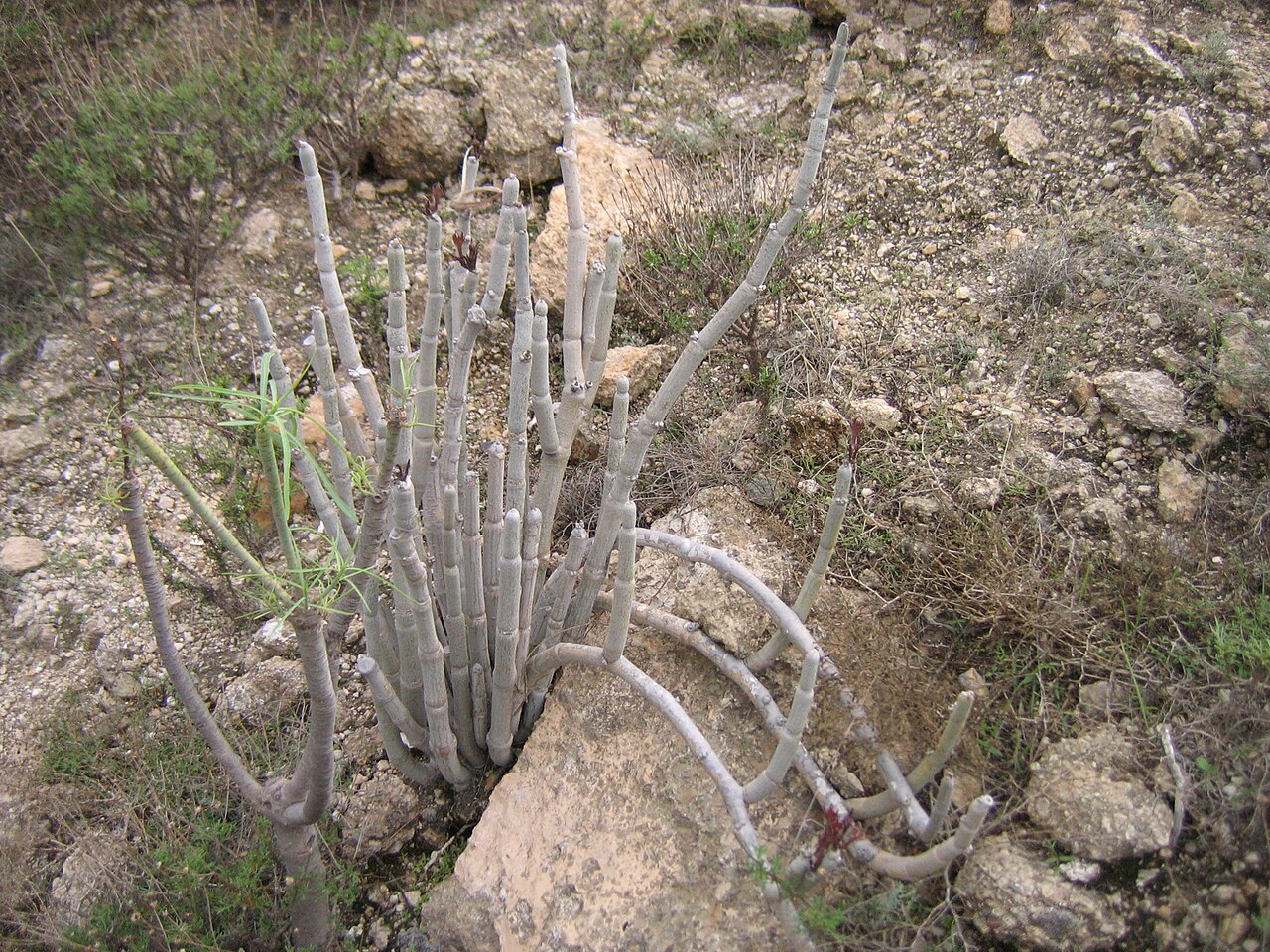 Ceropegia fusca: Ceropegia fusca Bolle, growth form, El Desierto, southern part of Tenerife, Canary Islands