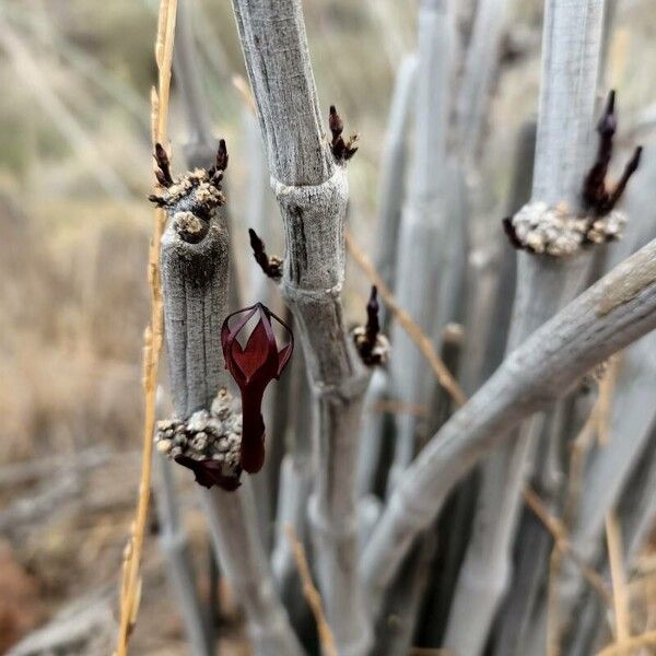 Ceropegia fusca (Ceropegia fusca)