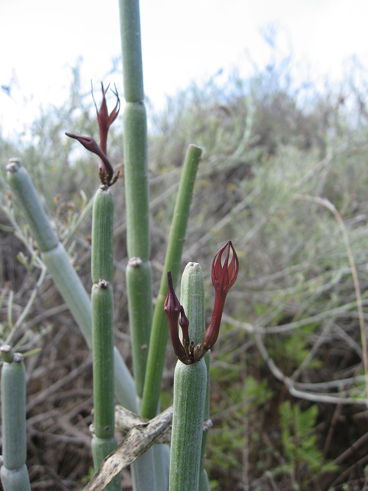 Ceropegia fusca: Cardoncillo (Ceropegia Fusca) en las islas canarias.