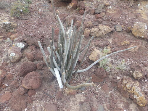 Ceropegia fusca (Ceropegia fusca)