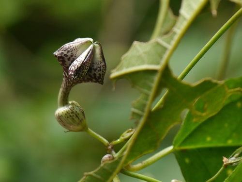 Ceropegia gardneri (Ceropegia gardneri)