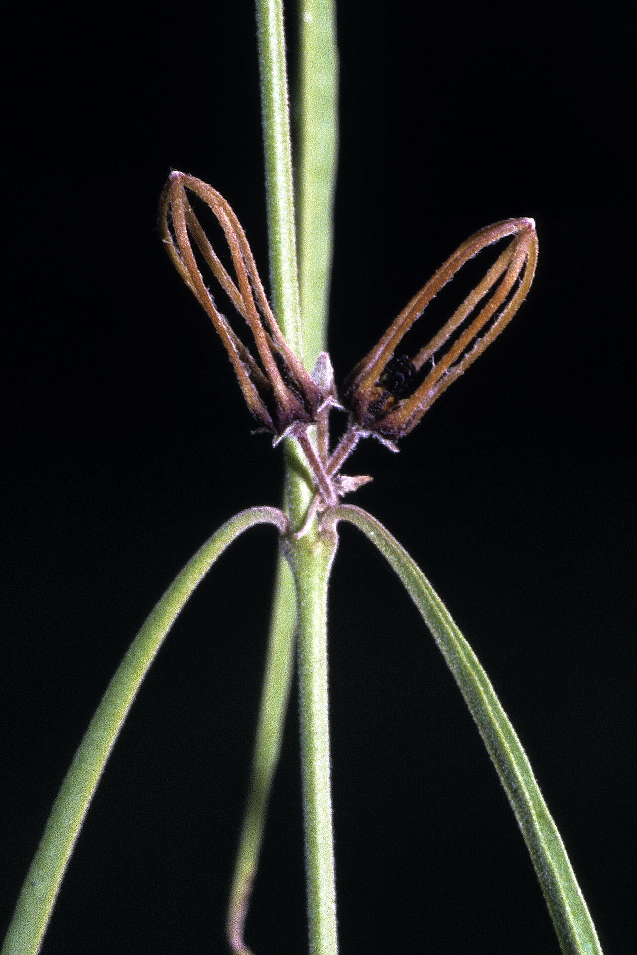 Ceropegia gracilior: Brachystelma gracile , flowers; SW of Tembe Elephant Park, Maputaland, KwaZulu-Natal, South Africa