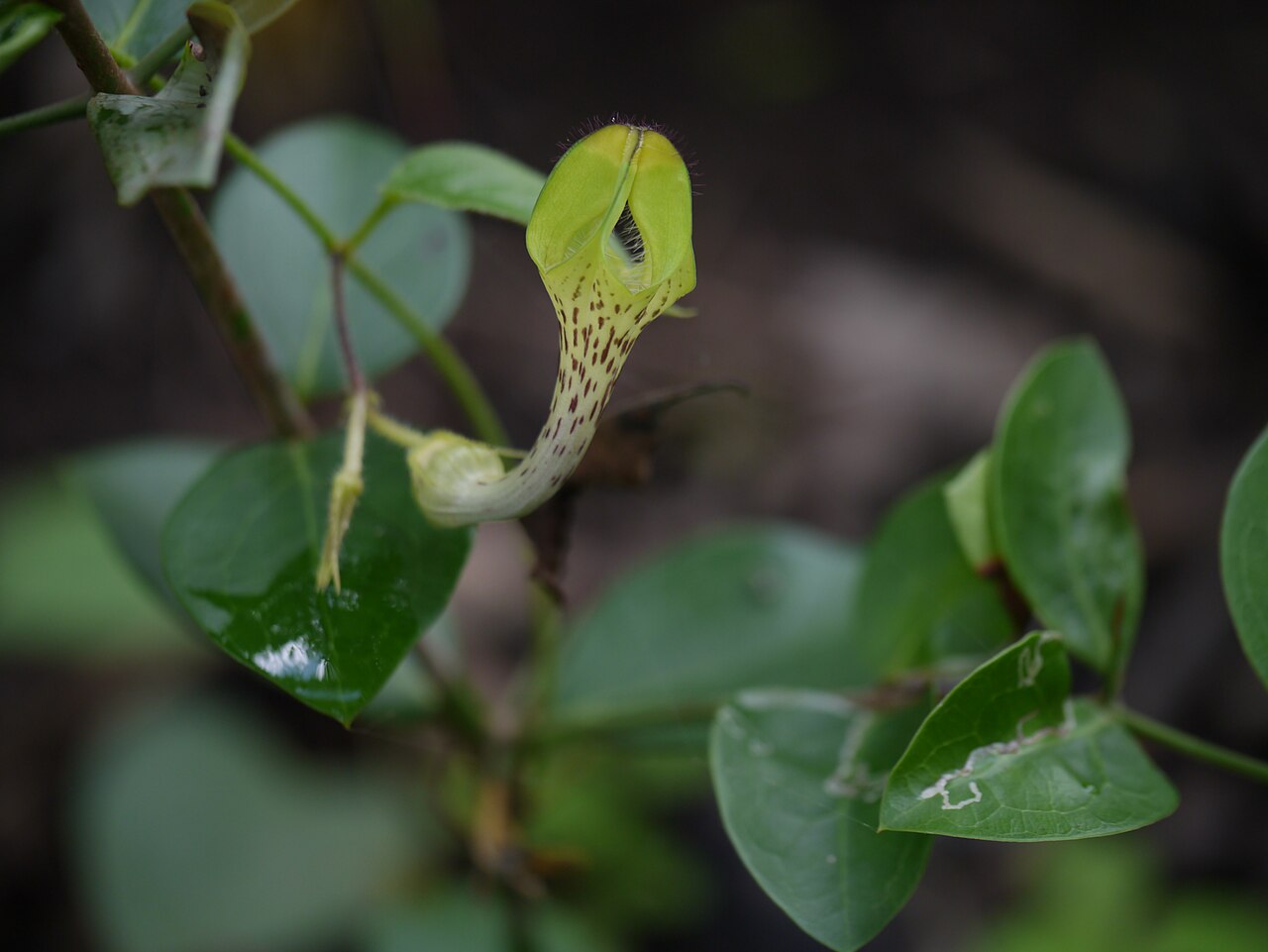 Ceropegia hirsuta: Asclepiadaceae (milkweed family) » Ceropegia hirsuta Wight & Arn. seer-oh-PEEJ-ee-uh -- from the Greek keros (wax) and pege (fountain) ... Dave's Botanary her-S