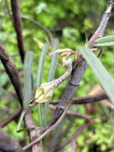 Ceropegia hirsuta (Ceropegia hirsuta)