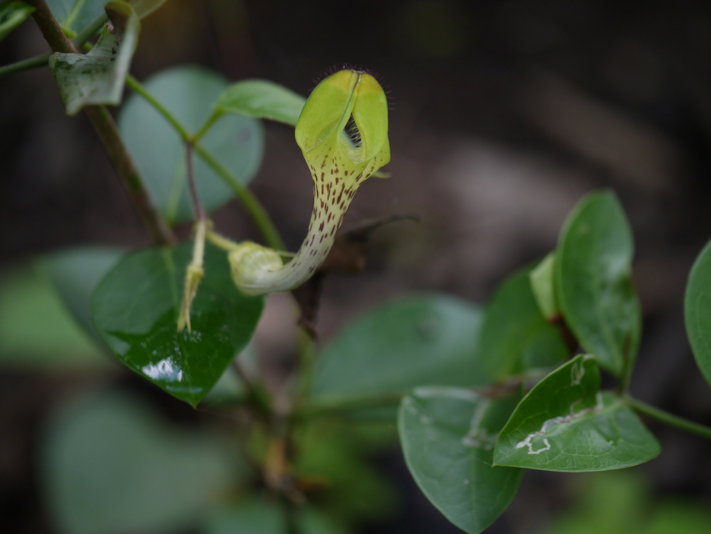 Ceropegia hirsuta (Ceropegia hirsuta)