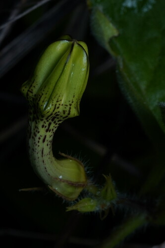 Ceropegia hirsuta (Ceropegia hirsuta)