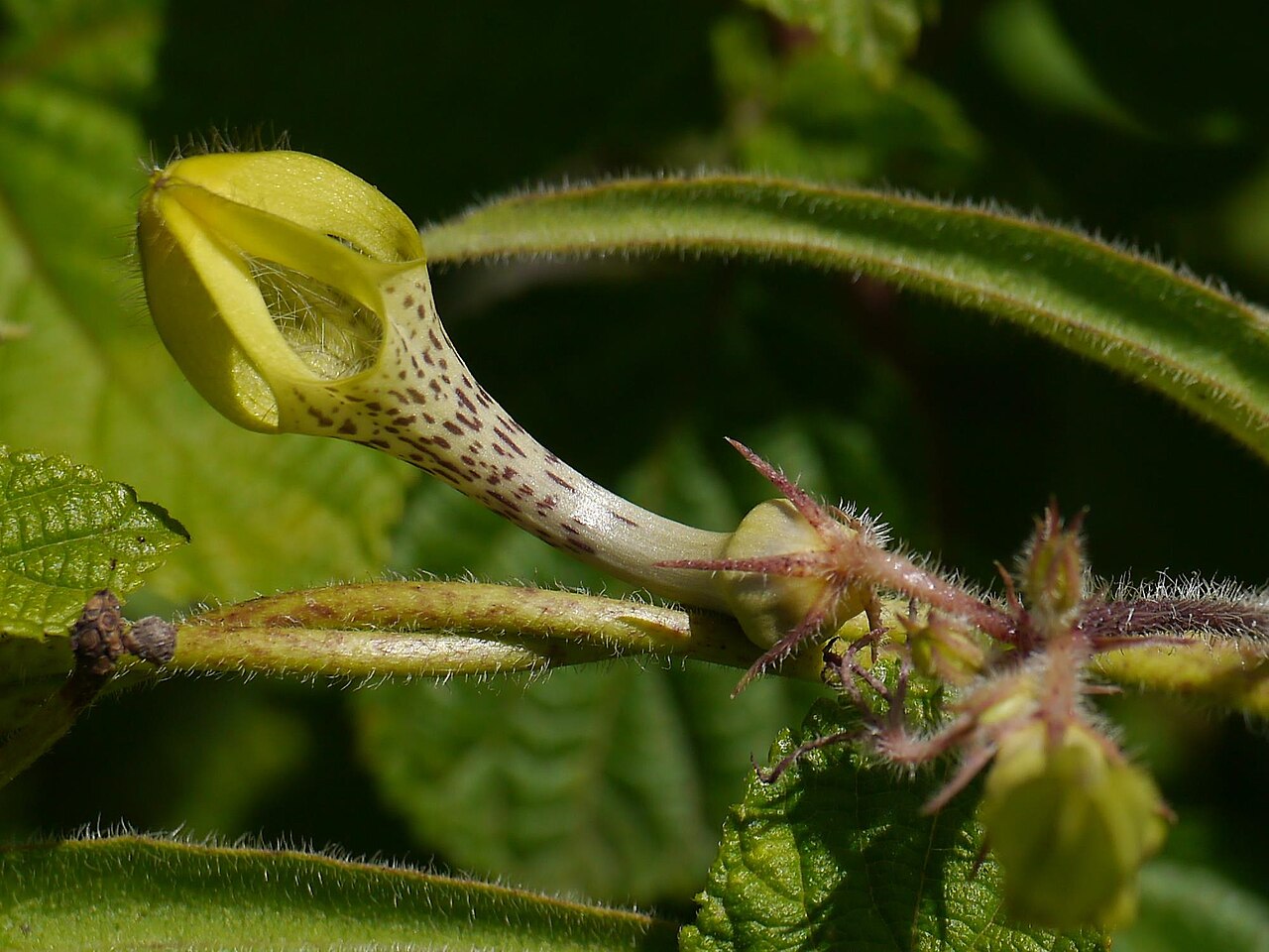 Ceropegia hirsuta: Asclepiadaceae (milkweed family) » Ceropegia hirsuta Wight & Arn. seer-oh-PEEJ-ee-uh -- from the Greek keros (wax) and pege (fountain) ... Dave's Botanary her-S