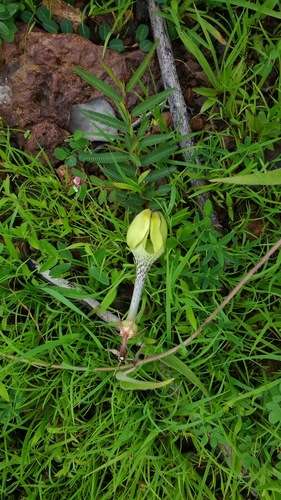 Ceropegia hirsuta (Ceropegia hirsuta)