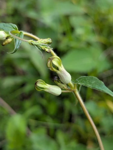 Ceropegia hookeri (Ceropegia hookeri)
