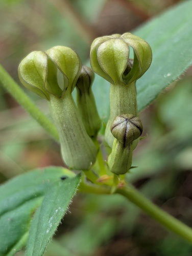 Ceropegia hookeri (Ceropegia hookeri)