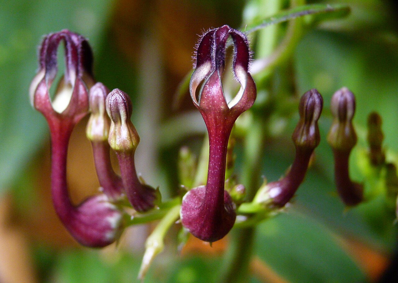 Ceropegia intermedia: Ceropegia sp. flowers. Southern India.