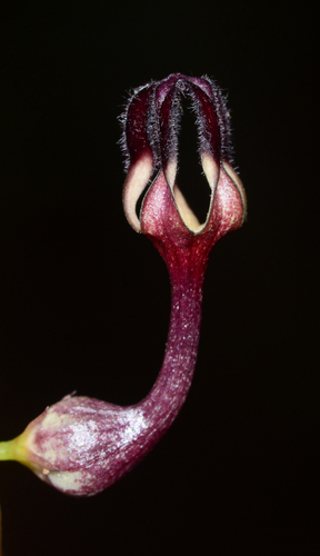 Ceropegia intermedia (Ceropegia intermedia)