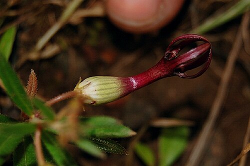 Ceropegia jainii: Flower of Ceropegia jainii Ansari & B.G.Kulk., Asclepiadoideae, Apocynaceae, Western Ghats, Kas Plateau, Satara, Maharashtra, India, photo taken 27th September