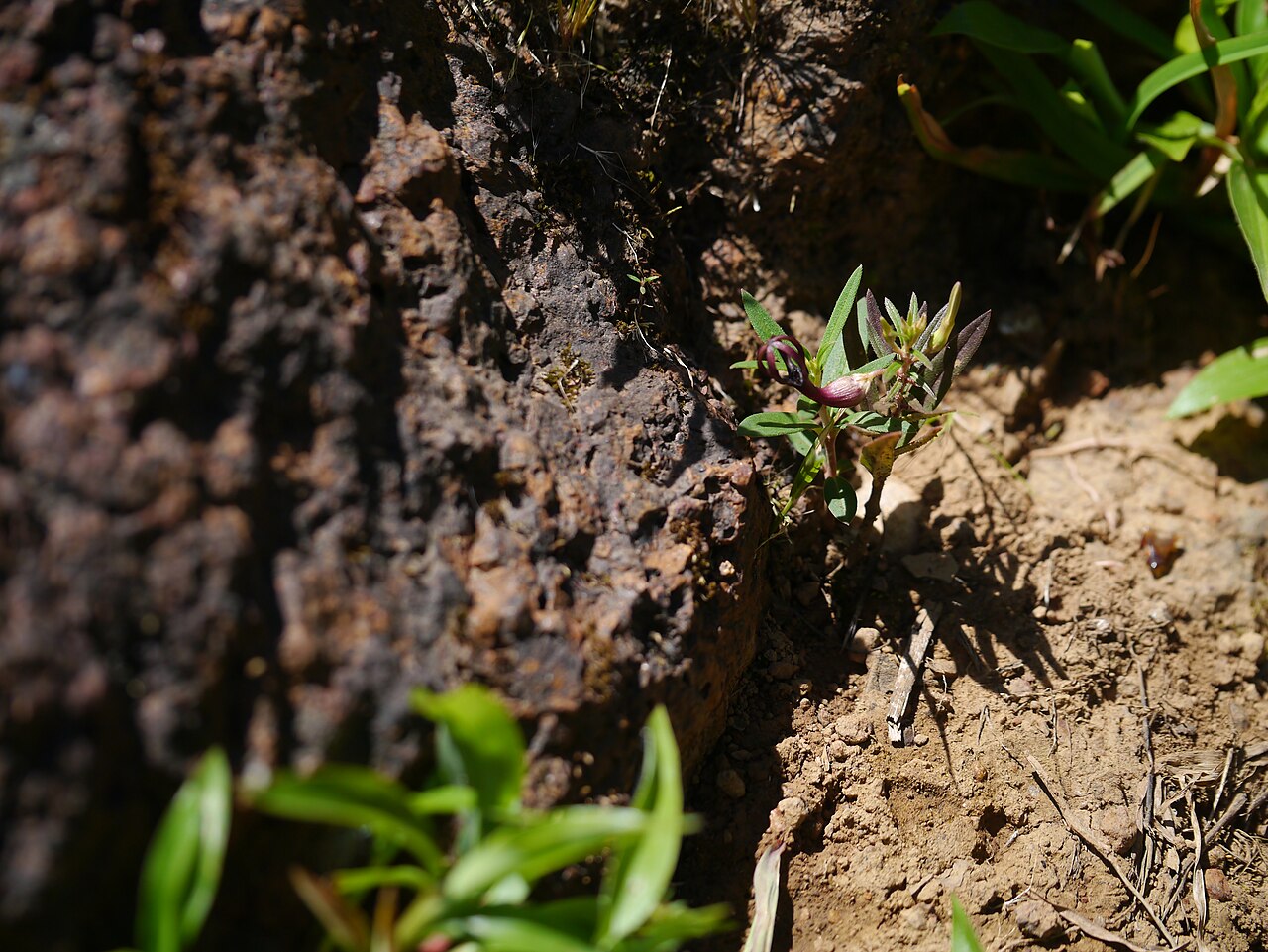 Ceropegia jainii: Ceropegia jainii Ansari & B.G.P.Kulk.