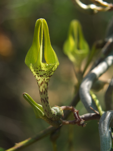 Ceropegia juncea (Ceropegia juncea)