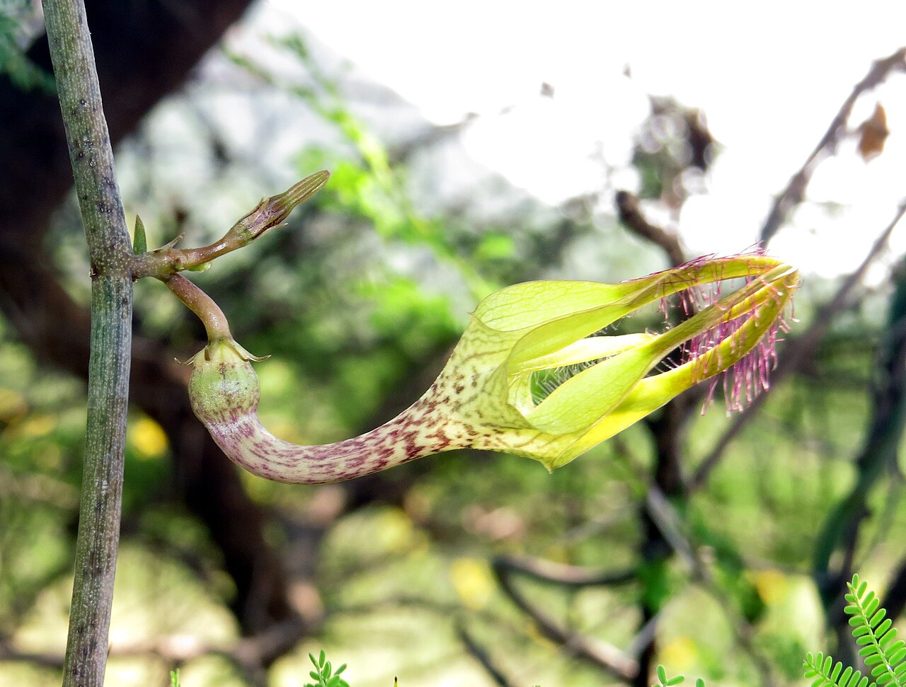 Ceropegia juncea: Photos from Theni, Cumbam Valley, Tamilnadu